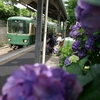 江ノ電　由比ヶ浜駅の紫陽花