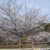 神戸市の須磨浦公園の桜が綺麗です！