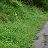 道端の花、ツユクサと・・・