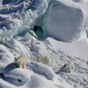 グリーンランドのホッキョクグマ、絶滅の危機に！