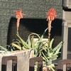 Aloe