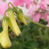 1/29 寄せ植え鉢に黄色のカタバミ追加