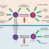 The Main Principles Of Melanotan Nasal Spray