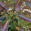 学生生活の記憶（624）：カナメモチ（要黐）-Photinia glabra-  “Christmasberry”