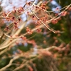 撮り足らず植物園へ Ⅰ（Googleフォト画像貼り直し）