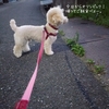 ～愛犬（我が子）がオリンピックに出場するとすれば～