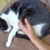 ゴマさんと過ごす夏休み