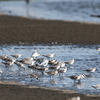 秋の渡りが始まった海岸干潟にシギ・チドリたちが……＂オバシギ＂＂シロチドリ＂＂オオソリハシシギ＂など　　野鳥撮影《第365回》