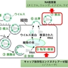 季節性インフルエンザ薬の治療【総論】