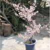 放射線で年中花見