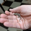 また逃がした