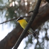 マミジロキビタキ・エナガ・カワラヒワ(大阪城野鳥探鳥20240608 4:35-10:40)