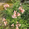 実家で除草剤を撒きながら‥‥‥