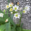 ハタケニラ Nothoscordum gracile