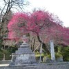 飯沼諏訪神社の紅梅も綺麗に咲きました。