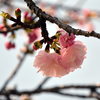 さまざまな桜「手毬（テマリ）」