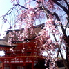 伏見稲荷大社の枝垂れの桜にて、春堪能する　より。