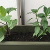 苗の植え付けをやってみた