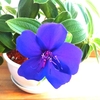 青紫が美しい「ノボタン」が咲きましたよ。