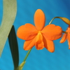 Cattleychea Orange Stardust‘Masumi’