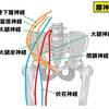   【基礎から学ぶ】腰神経叢【解剖生理学】