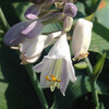 (407) Hosta sieboldiana