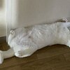 ラテちゃんを紹介するにゃ 6　ラテにゃんcatube