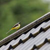 【野鳥】竹森林道で野鳥撮影とか