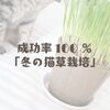 成功率１００％「冬の猫草栽培」