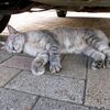 くっつく猫。