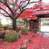 恵明寺(足立区）／江戸六阿弥陀詣、紅葉と枝垂れ桜