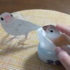 甘ったれ文鳥