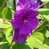 夏の紫の花