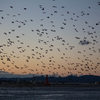 浜ちゃん日記　　浜名湖の壮観な海鳥の集団行動