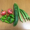 夏野菜の終わり 