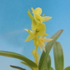 Epidendrum coriifolium f.album