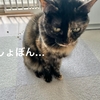 猫草荒らした犯ニャンを確保！