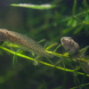 ツチガエル Glandirana rugosa