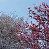 上野公園 蓮の花 ２０２１年 見頃時期は？