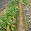 アブラナ科にとってはつらい季節となりました（21春ダイコン、21コールラビ）