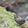 カワガラスほか