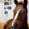 キングカメハメハ産駒・アパパネを分析！！有馬記念2011は外枠でお願いします！！