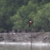 ヤマショウビン(Black-capped Kingfisher)が目の前に♪