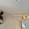 高いところでねこねこキッチン探検隊！