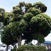 天神山古墳　千葉県松戸市松戸新田