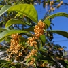 金木犀の花再び