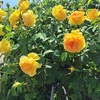 バラが綺麗でした✨（神奈川県横浜市／山下公園のバラ園）