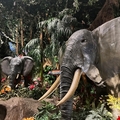 レインフォレストカフェ・トーキョー　(Rainforest Cafe)