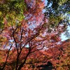 秋の紅葉シーズンまっただ中！
高尾山に行ってきました！
