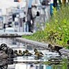 カモの親子が京都を散歩　商業施設の池にひな９羽（京都府）